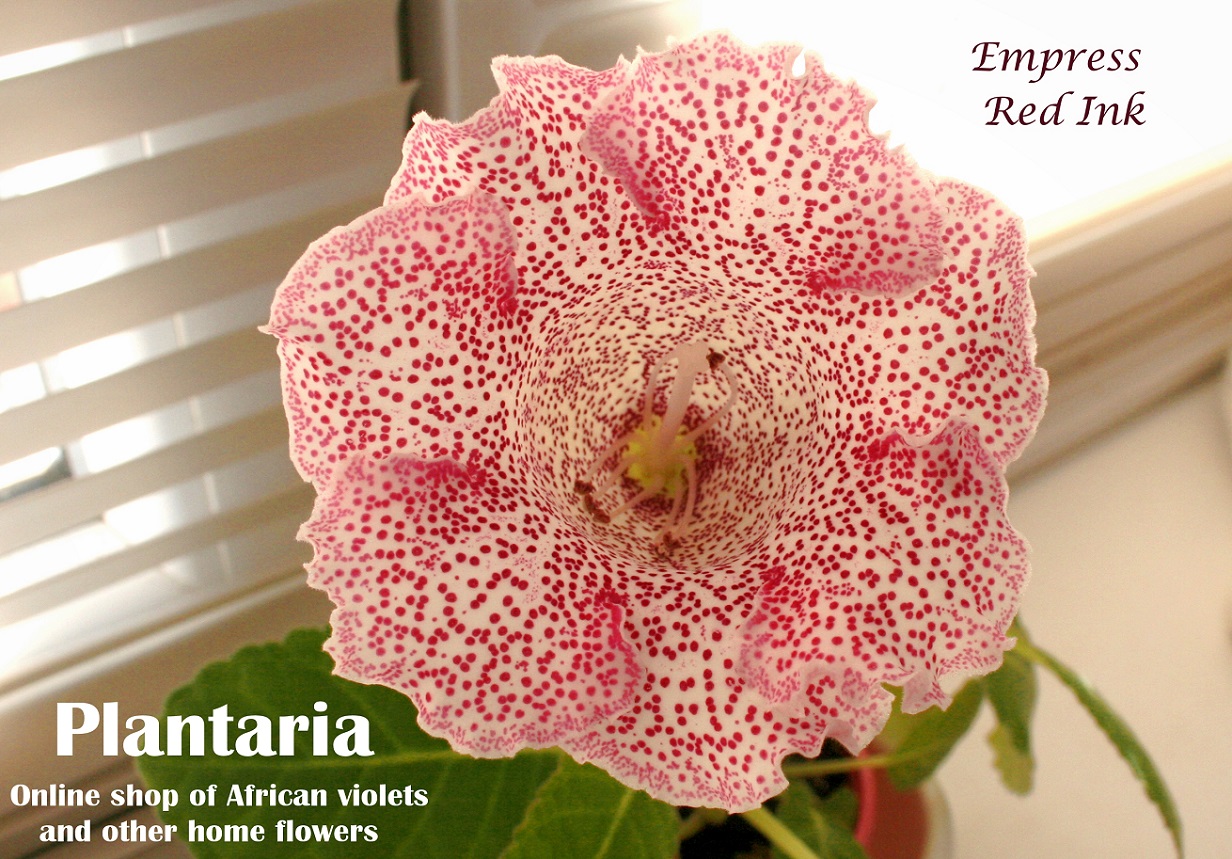 Gloxinia Empress Red Ink – Plantaria – Online shop of African Violets,  Gloxinias & Streptocarpuses